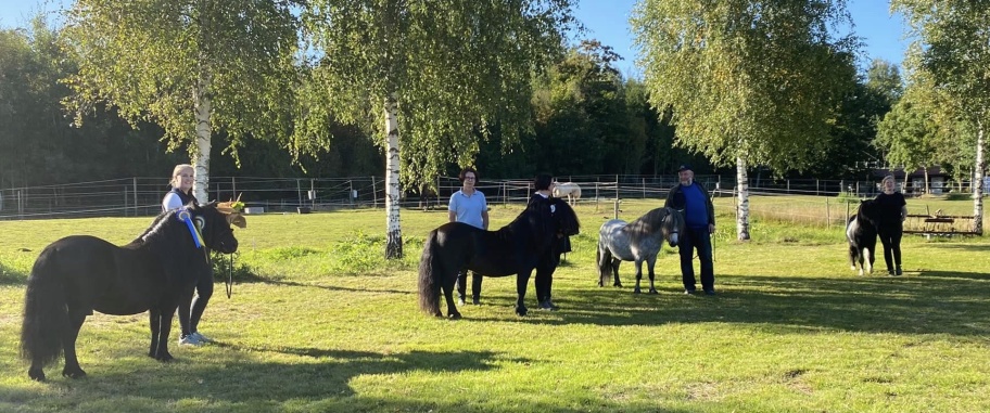 AV 2021: Fr vä: Alex med handler Malin. Yaght med äg johanna och hingstskötare Pernilla, Sigge med äg/uppf Magnus och Quince med hingstskötare Sophia.