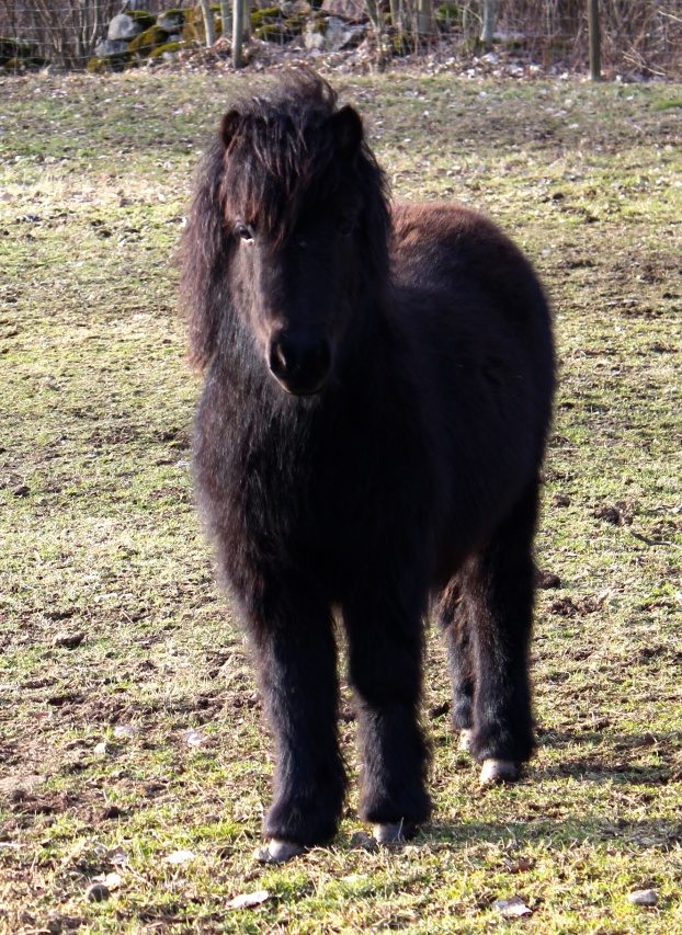 Aura 9.5mån