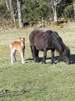 Nyfödd april 2019