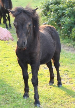 3 mån