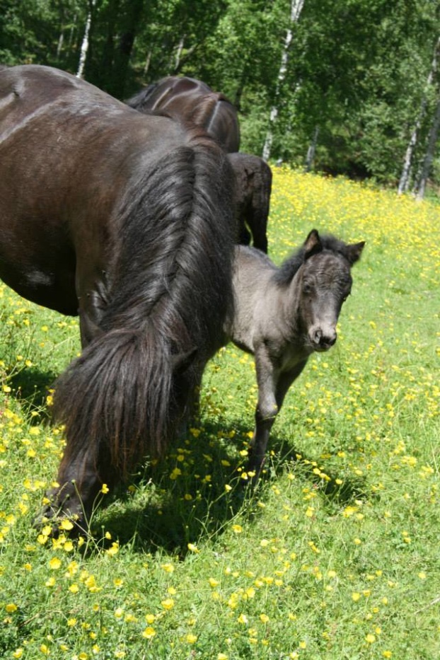 Dalsgårds Glamour med Nic Allure