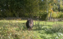 Rosalee 1år gammal (när hon kom till stuteriet).