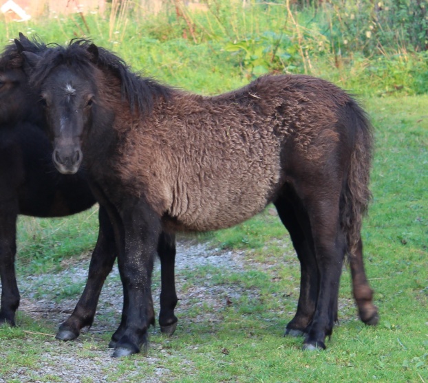 3 mån