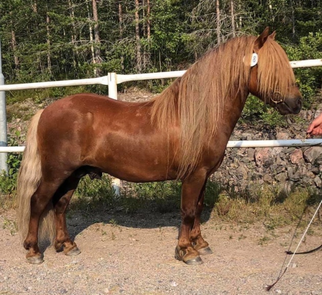 MacLyric of Lady's Holm RS 842. Foto: Guniilla Hjort.