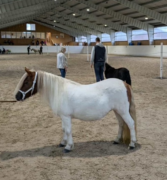 Ginger Grace of Lady's Holm - diplom 41p  Foto: Ägare Freja Soleskog