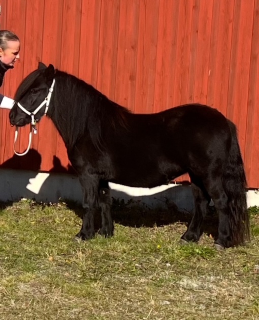 Utställningsdebut med guld och ringetta!