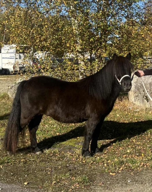 Långasjö hösten 2025 Långasjö hösten 2025