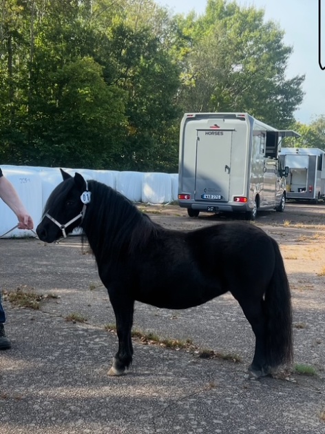 Andra avkomman. Poetrie of Ladys Holm vid 3-årspremiering.