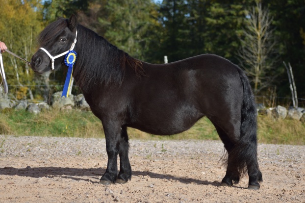 Första avkomman Harmonie of Lady's Holm vid 3-årspremiering. Foto: Annette Wadman.