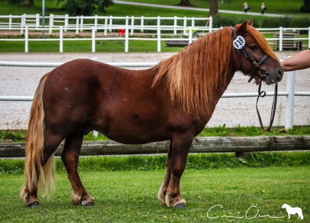 Sonen Showstopper född 2021