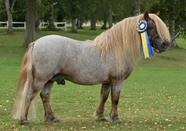 Foto: Åke Bruhn, stuteri Björken