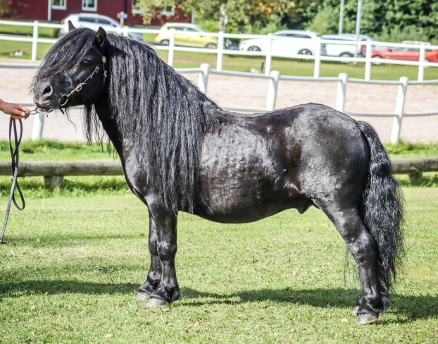 Vid generalmönstring 2025. Foto: Cattis Öhman