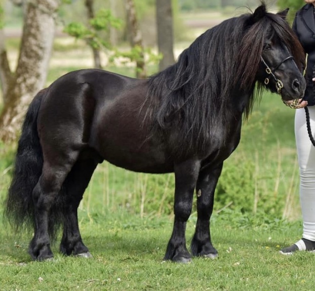 MacGuardian of Lady's Holm RS 801