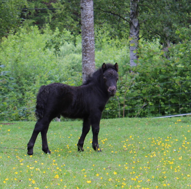 Sommaren 2015 - några veckor gammal.