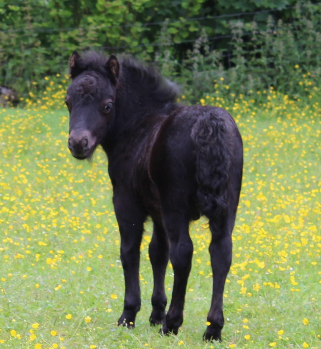 Sommaren 2015 - några veckor gammal.