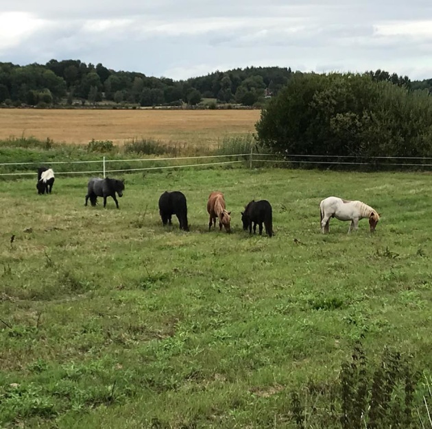 MacLord (3e fr vä) med kompisarna sommaren 2018.