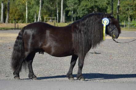 Alex v.d. Ponyhoeve RS 644. Foto: Annette Wadman.