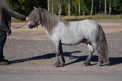 Sae be dat of Lady's Holm RS 881. Foto: Linnea Ornstein.