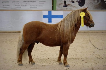 MacLyric of Lady's Holm RS 842. Foto: Freja Avebäck.