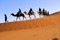 Sahara Kamel nedifrån