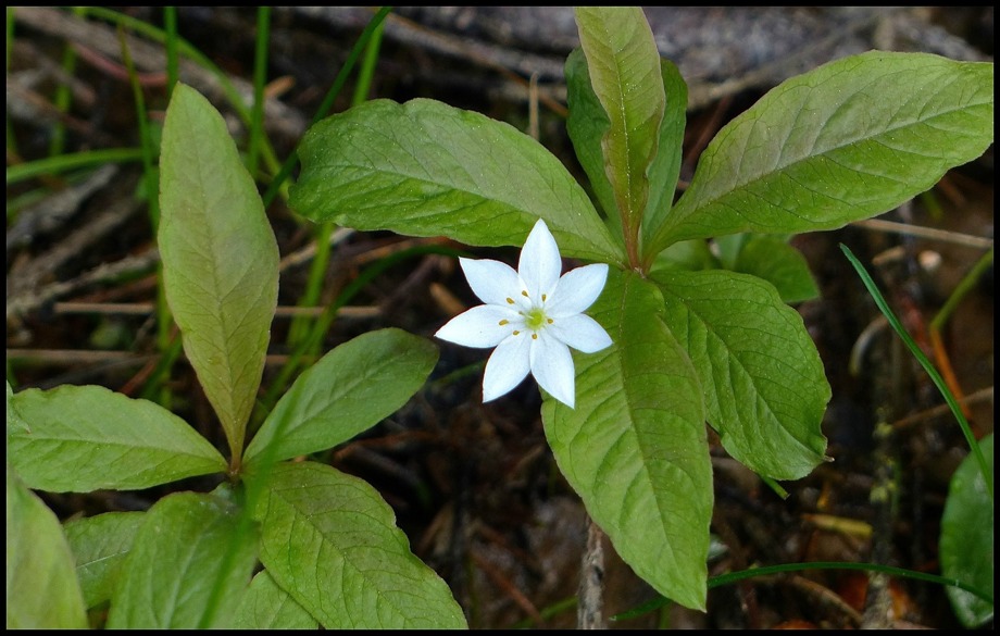 Skogsstjärna eller Duvkulla är Värmlands landskapsblomma. Skogsstjärna eller Duvkulla är Värmlands landskapsblomma.