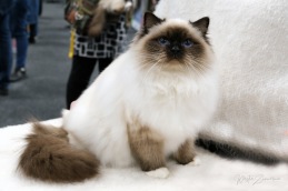 Önska i Södertälje