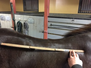 På denna hästen skulle jag rekomendera XSD 46cm lång sadel. På denna hästen skulle jag rekomendera XSD 46cm lång sadel.