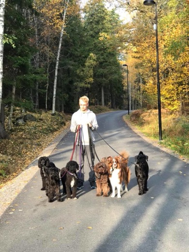 FRANS började som praktikant hos oss, men är idag anställd på deltid. Här är han på promenad med hela krullpatrullen. FRANS började som praktikant hos oss, men är idag anställd på deltid. Här är han på promenad med hela krullpatrullen.