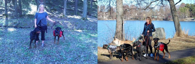 ANNE WALLANDER med Lillebror och Norris. ANNE FAHLCRANTZ med sin promenadgrupp. ANNE WALLANDER med Lillebror och Norris. ANNE FAHLCRANTZ med sin promenadgrupp.