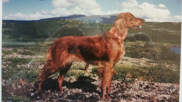 SE JCH SE UCH Fjäll-SM vinnnare 1992 Janås Tess SE JCH SE UCH Fjäll-SM vinnnare 1992 Janås Tess