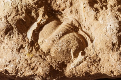Trilobit. Ordovicium, ca 480 miljoner år sedan (Öland).