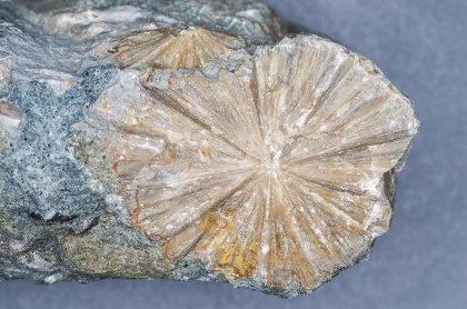 Cystoidé. Ordovicium, ca 480 miljoner år sedan (Öland).