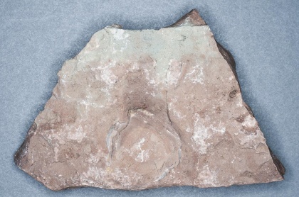Kalksten. Ordovicium, ca 480 miljoner år sedan (Öland).