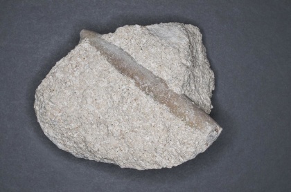 Kalksten, ca 70 miljoner år sedan (Möns klint, Danmark).