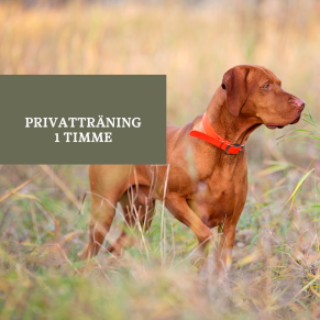 Privatträning 1 timme - Privatträning 1 timme