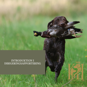 Introduktion i dirigeringsapportering 