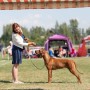 Hundutställningsinstruktör-distansutbildning