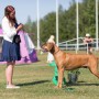 Hundutställningsinstruktör-distansutbildning