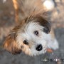 Hunddagisutbildning hundskötare-distansutbildning