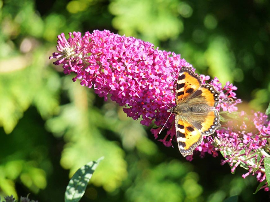 Buddleja eller fjärilsbuske. Här sorten 'Buzz Pink Purple'. Buddleja eller fjärilsbuske. Här sorten 'Buzz Pink Purple'.
