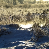 vinterpromenad vinterpromenad