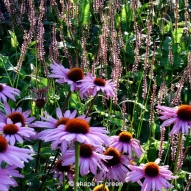 R.rudbeckia Magnus_blodormrot Rosea R.rudbeckia Magnus_blodormrot Rosea