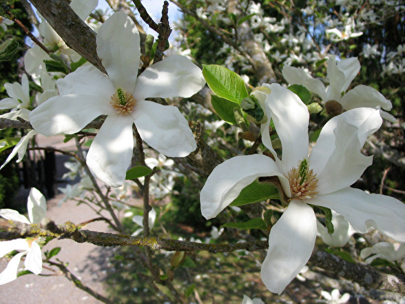 Magnolia kobus, japansk magnolia