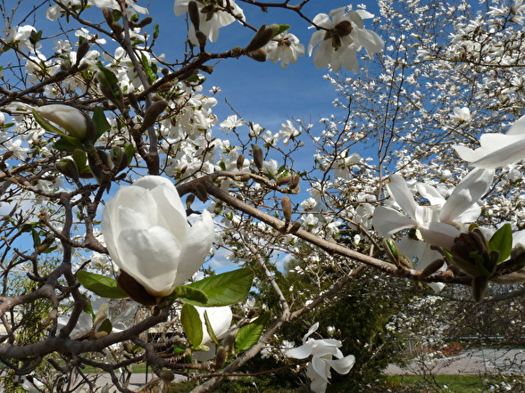 Magnolia x loebneri 'Merrill', hybridmagnolia
