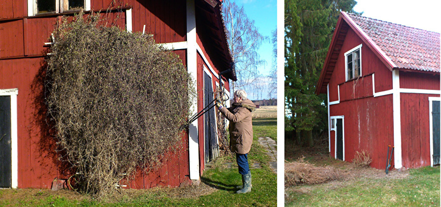 Klematisens ägare i klippartagen. Bilderna visar före och efter klippningen. Klematisens ägare i klippartagen. Bilderna visar före och efter klippningen.