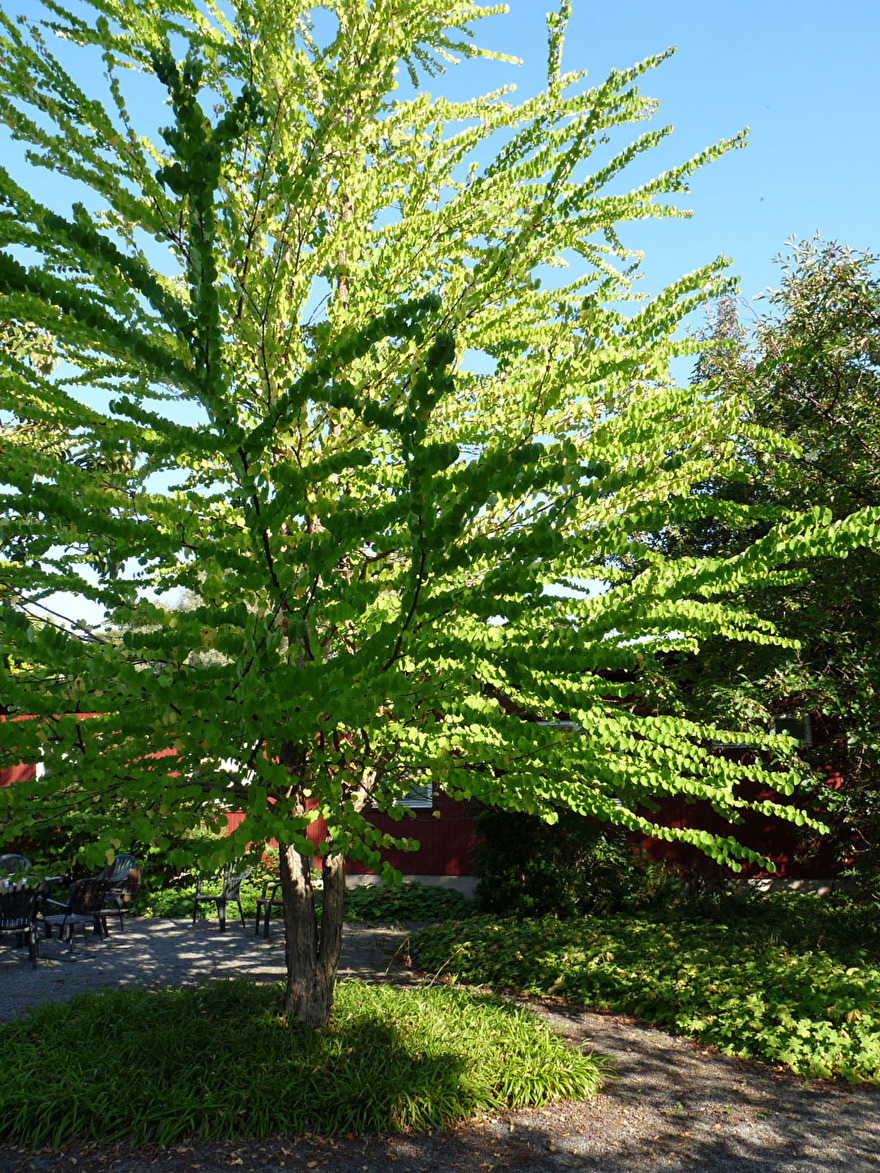 En ljuvlig katsura, en av mina absoluta favoriter En ljuvlig katsura, en av mina absoluta favoriter