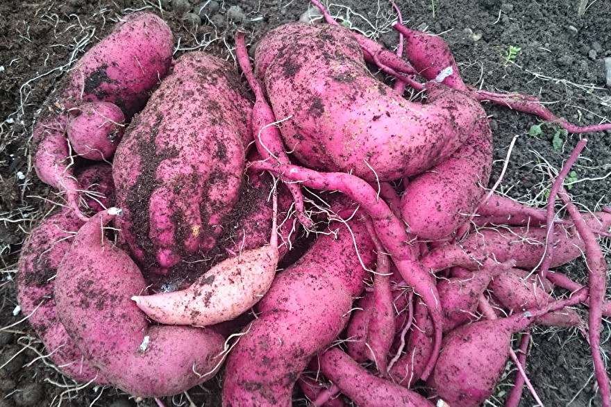 Liten men naggande god skörd av egenodlad sötpotatis Liten men naggande god skörd av egenodlad sötpotatis