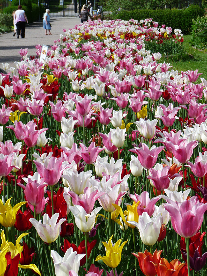 Massplantering av liljetulpaner i Botaniska trädgården, Uppsala. Massplantering av liljetulpaner i Botaniska trädgården, Uppsala.