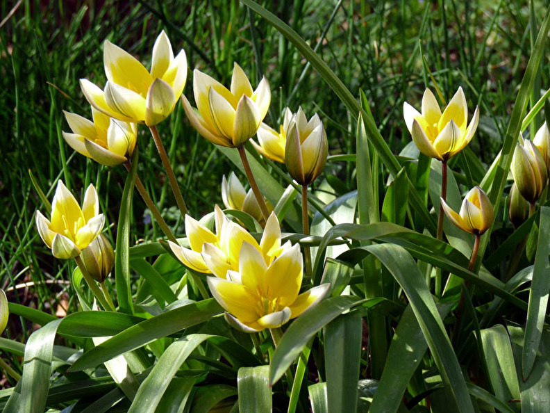 Tulipa tarda, flocktulpan Tulipa tarda, flocktulpan