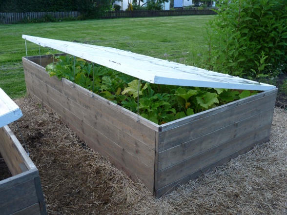 En välbyggd odlingslåda med tillhörande täckglas där odlingen kan luftas under dagen. En välbyggd odlingslåda med tillhörande täckglas där odlingen kan luftas under dagen.